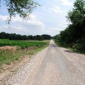 Harrah Cornfields