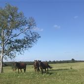 Mowdy Ranch