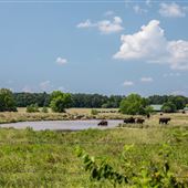 Eaast 700 Rd Field