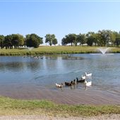 Lake Ponca Shelter Houses and Duck Park