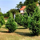 McKinney Seasonal Christmas Tree Farm & Pasture