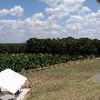 Greenfield Vineyard and Winery