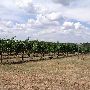 Greenfield Vineyard and Winery