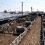 Oklahoma City Stockyards