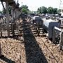 Oklahoma City Stockyards