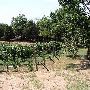 Stable Ridge Vinyards