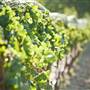 Canadian River Vineyards & Winery
