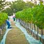 Ingel's Winery