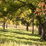 Benson Park Pecans