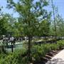 Myriad Botanical Gardens