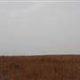 Various Woodward Landscapes
