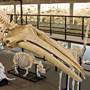 Museum of Osteology