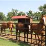 NFL Farms