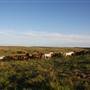 Hughes Ranch