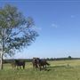 Mowdy Ranch