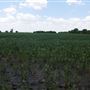 Stinchcomb Wildlife Refuge