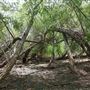 Stinchcomb Wildlife Refuge