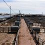 Oklahoma National Stockyard Exchange