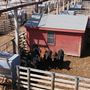 Oklahoma National Stockyard Exchange