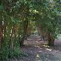 Pioneer Cemetery