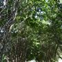 Pioneer Cemetery