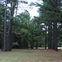 The Fairy Forest