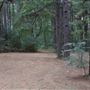 The Fairy Forest