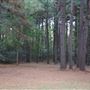 The Fairy Forest
