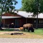 Hunt Mill Hollow Ranch
