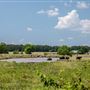Eaast 700 Rd Field