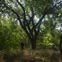 Rydell Ranch