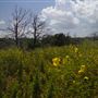 Rydell Ranch