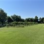 Nellis Vineyards