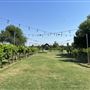 Nellis Vineyards