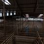 Collinsville Livestock Sales