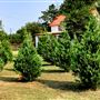 McKinney Seasonal Christmas Tree Farm & Pasture