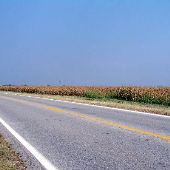 Afton Cornfields