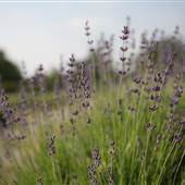 Country Cottage Prim Lilac Farm