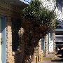 Kickapoo Motel