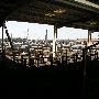 Oklahoma City Stockyards