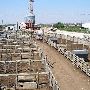 Oklahoma City Stockyards