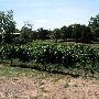 Stable Ridge Vinyards