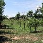 Stable Ridge Vinyards