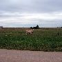 Route 66- El Reno
