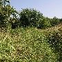 Amen Farm