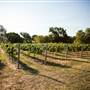 Ingel's Winery