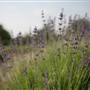 Country Cottage Prim Lilac Farm