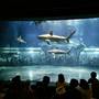 Oklahoma Aquarium - Jenks