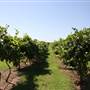 Silvertop Farm & Vineyards