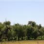 Silvertop Farm & Vineyards